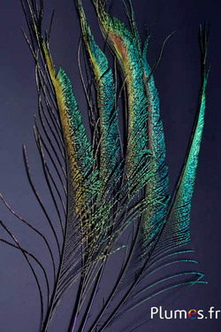 Paon bleu sabre - 30-38 cm - violet